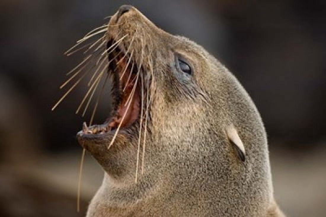 Namibia Cape Cross Seal Reserve Close up of Southern Fur Seal Canvas Art - Paul Souders DanitaDelimont (24 x 15)