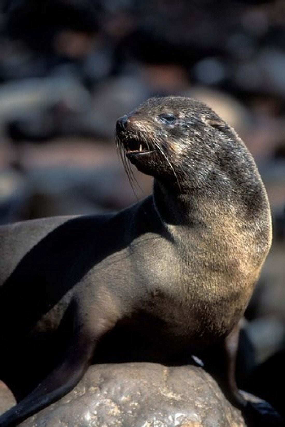 Namibia Cape Cross Seal Reserve Fur Seal Canvas Art - Paul Souders DanitaDelimont (12 x 17)
