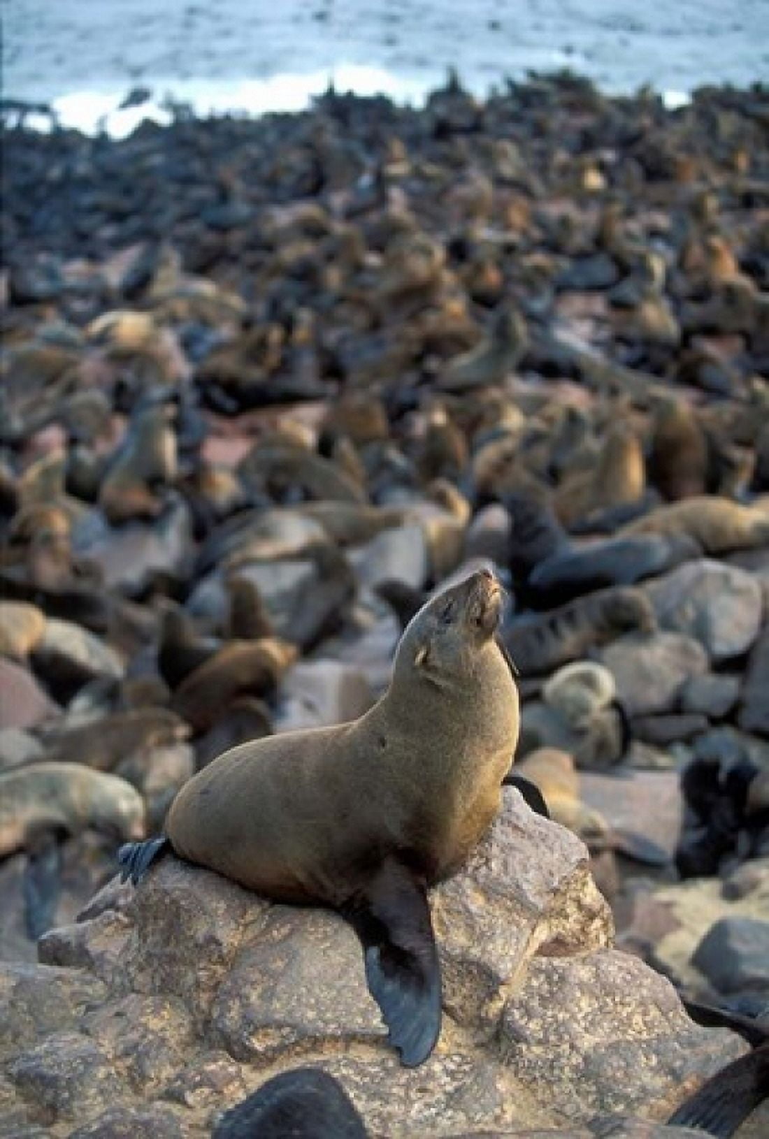 Namibia Cape Cross Seal Reserve Fur Seals on shore Canvas Art - Paul Souders DanitaDelimont (12 x 17)