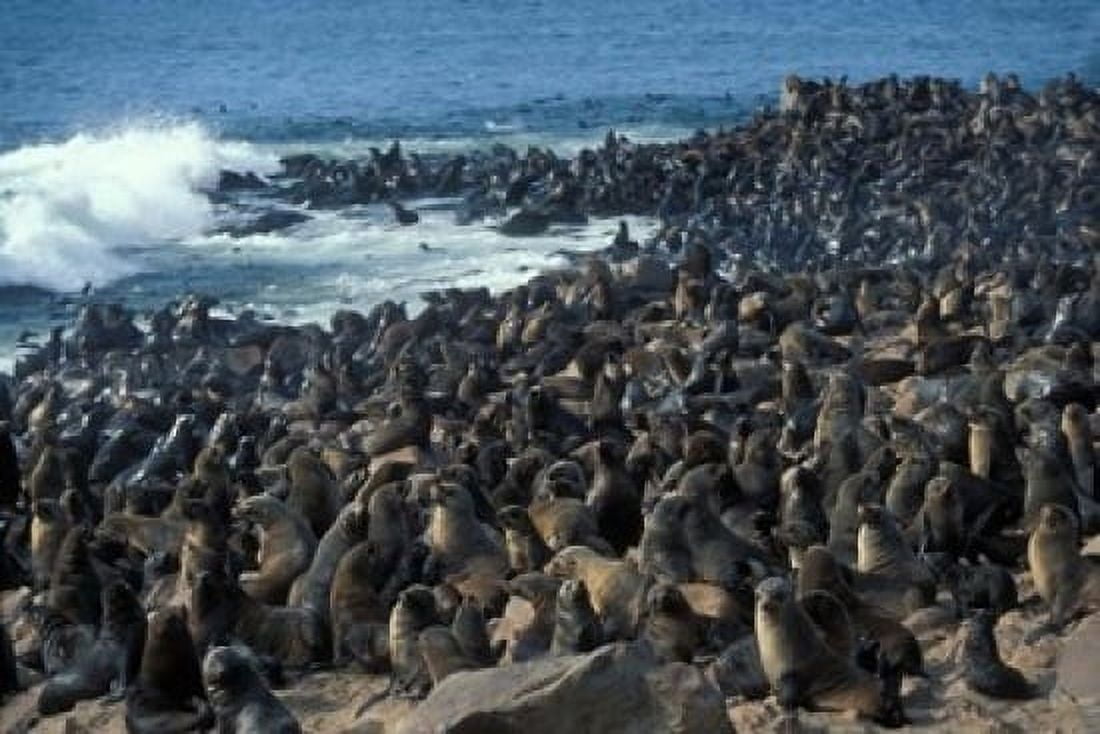 Namibia Cape Cross Seal Reserve Group of Fur Seals Canvas Art - Paul Souders DanitaDelimont (18 x 12)