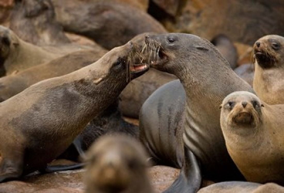 Namibia Cape Cross Seal Reserve Group of Southern Fur Seal Canvas Art - Paul Souders DanitaDelimont (17 x 11)