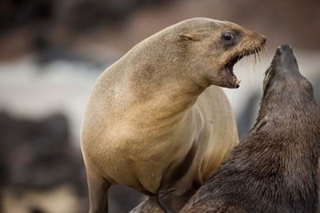 Namibia Cape Cross Seal Reserve Southern Fur Seals Canvas Art - Paul Souders DanitaDelimont (24 x 15)