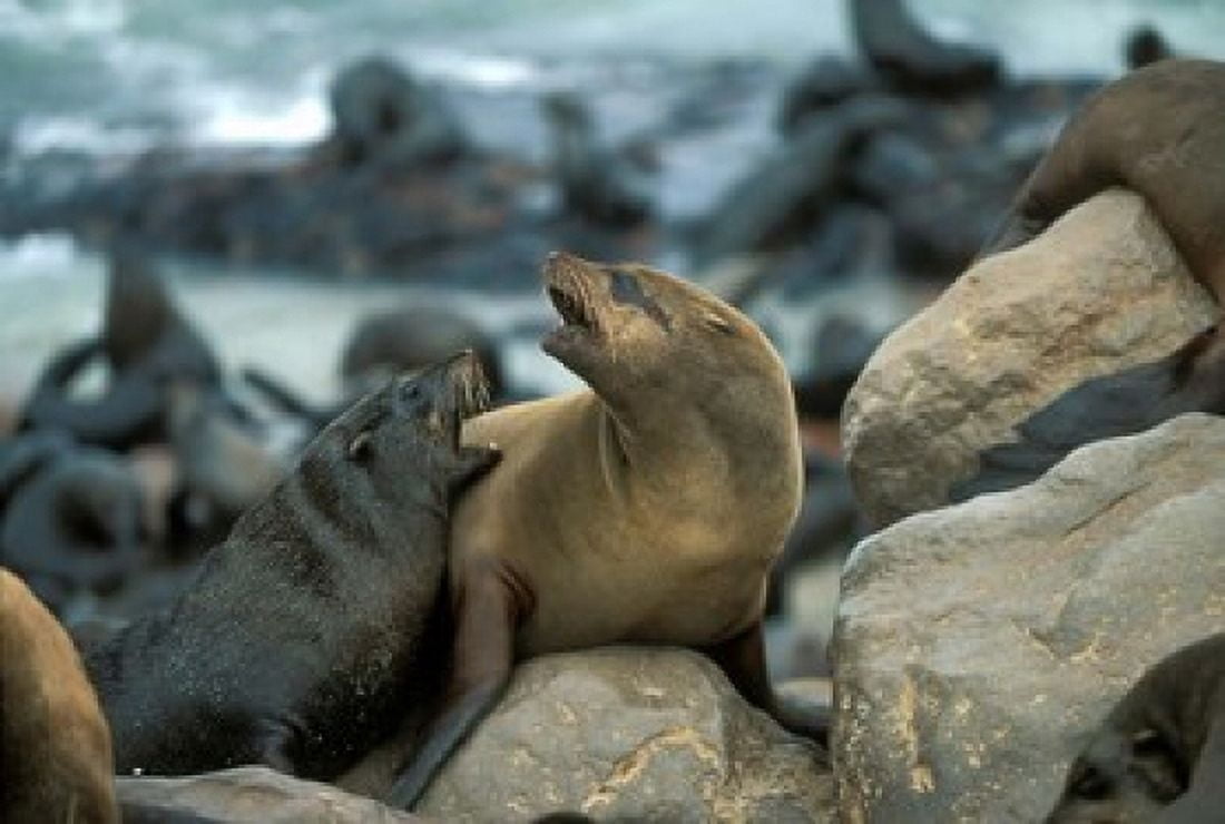 Namibia Cape Cross Seal Reserve Two Fur Seals on rocks Canvas Art - Paul Souders DanitaDelimont (36 x 24)