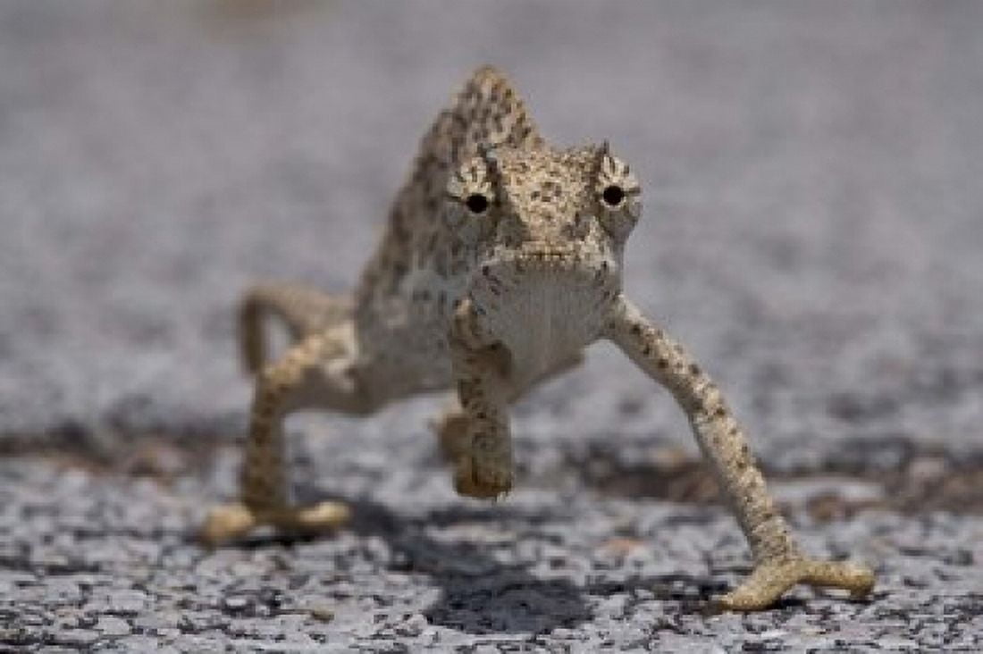 Namibia Caprivi Strip Flap Necked Chameleon lizard Canvas Art - Paul Souders DanitaDelimont (35 x 23)