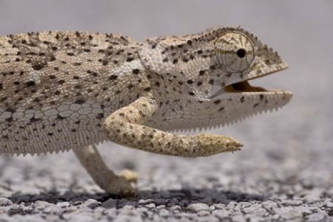 Namibia Caprivi Strip Flap Necked Chameleon lizard Head Canvas Art - Paul Souders DanitaDelimont (35 x 23)