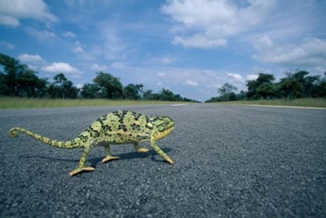 Namibia Caprivi Strip Flap-necked Chameleon lizard crossing the road Canvas Art - Paul Souders DanitaDelimont (36 x 24)