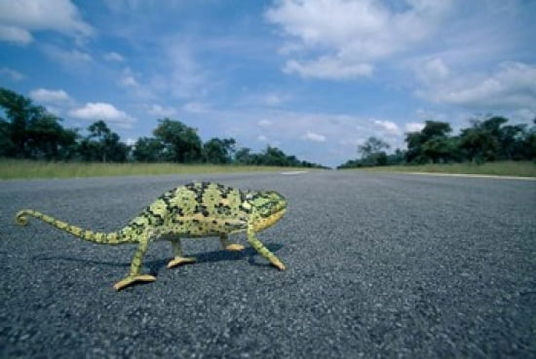 Namibia Caprivi Strip Flap-necked Chameleon lizard crossing the road Canvas Art - Paul Souders DanitaDelimont (46 x 31)