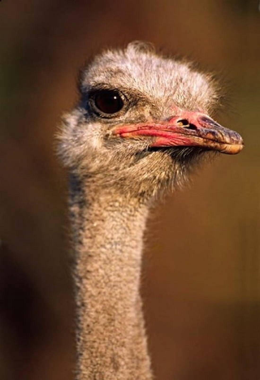 Namibia Common Ostrich bird Canvas Art - Charles Sleicher DanitaDelimont (12 x 17)