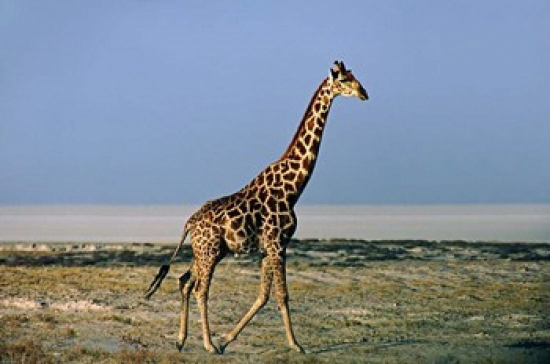 Namibia Etosha NP Angolan Giraffe with salt pan Canvas Art - Charles Sleicher DanitaDelimont (48 x 32)