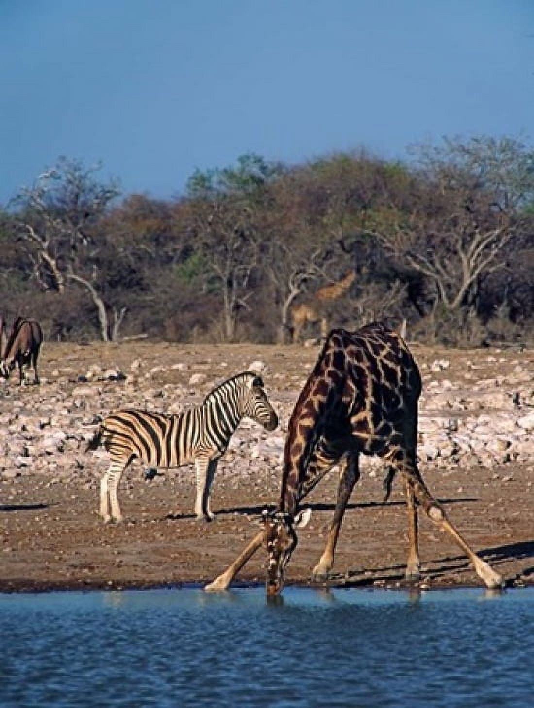 Namibia Etosha NP Angolan Giraffe zebra Canvas Art - Charles Sleicher DanitaDelimont (18 x 24)