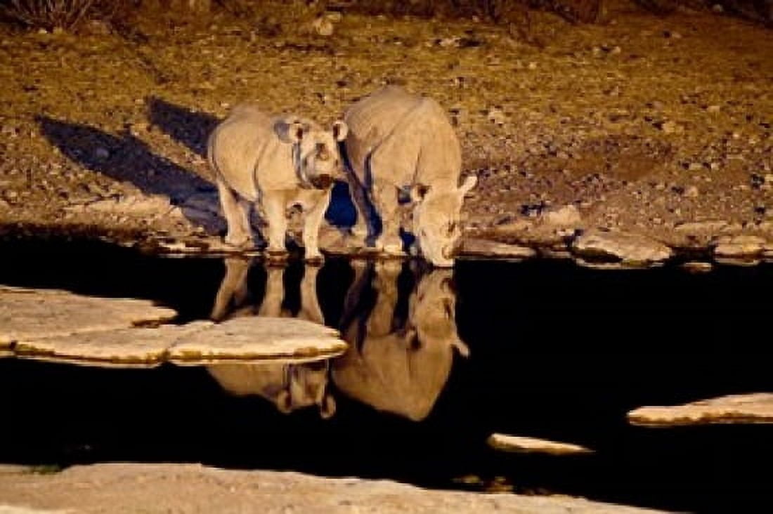 Namibia Etosha NP Black Rhino wildlife waterhole Canvas Art - David Slater DanitaDelimont (34 x 23)