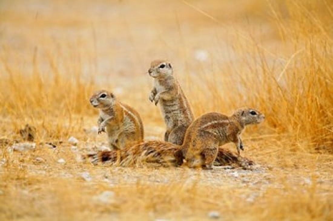 Namibia Etosha NP Cape Ground Squirrel Canvas Art - David Slater DanitaDelimont (34 x 23)