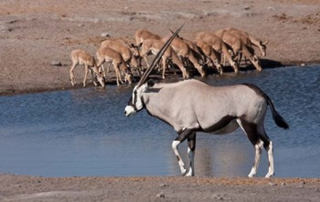 Namibia Etosha NP Chudop Oryx black-faced impala Canvas Art - Jaynes Gallery DanitaDelimont (34 x 22)