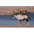 thumbnail image 1 of Namibia, Etosha NP, Chudop, Oryx, black-faced impala Poster Print by Jaynes Gallery (34 x 22), 1 of 1