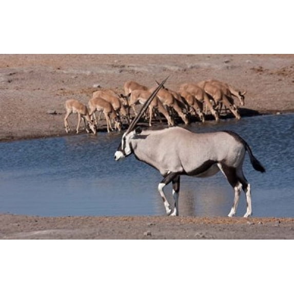 Namibia, Etosha NP, Chudop, Oryx, black-faced impala Poster Print by Jaynes Gallery (34 x 22)
