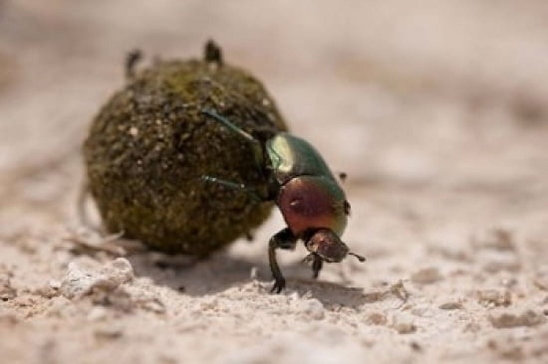 Namibia Etosha NP Dung Beetle insect Canvas Art - Paul Souders DanitaDelimont (35 x 23)