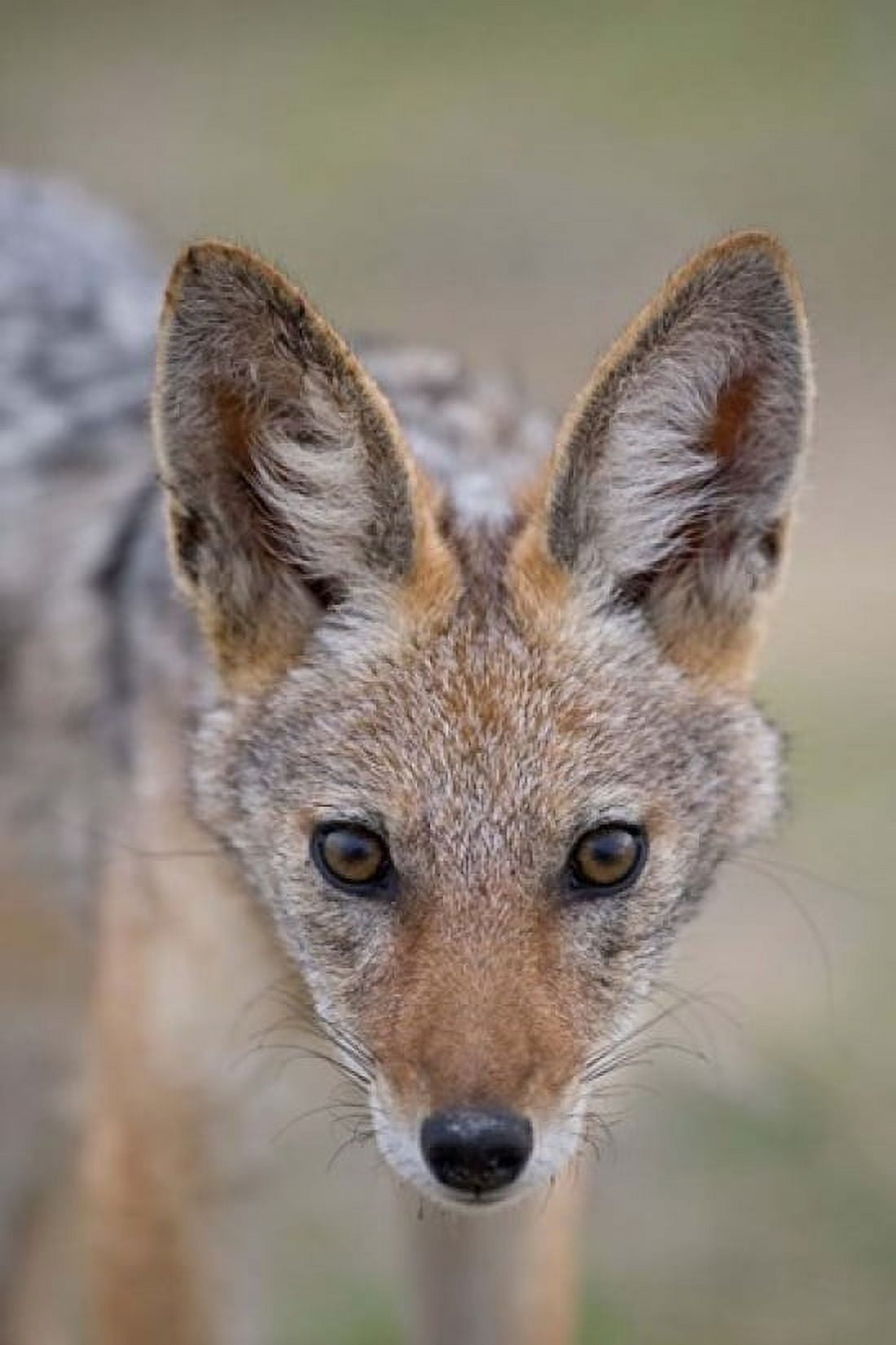 Namibia Etosha National Park Black Backed Jackal Canvas Art - Paul Souders DanitaDelimont (23 x 35)