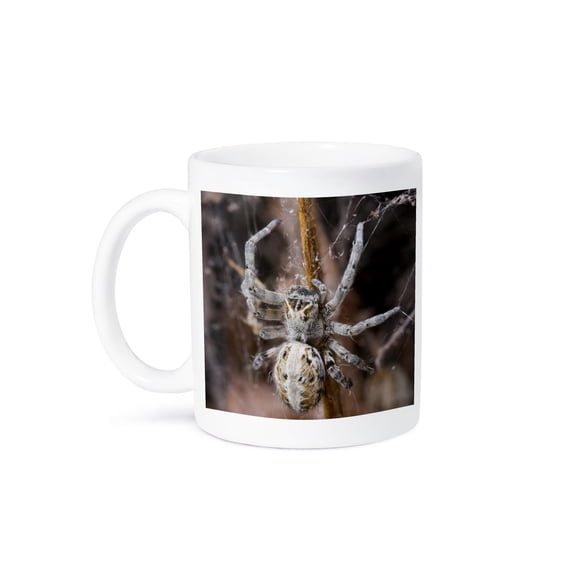 Namibia, Etosha National Park, Spider Feeding On Moth -Af31 Pso0130 - Paul Souders, 15oz Mug