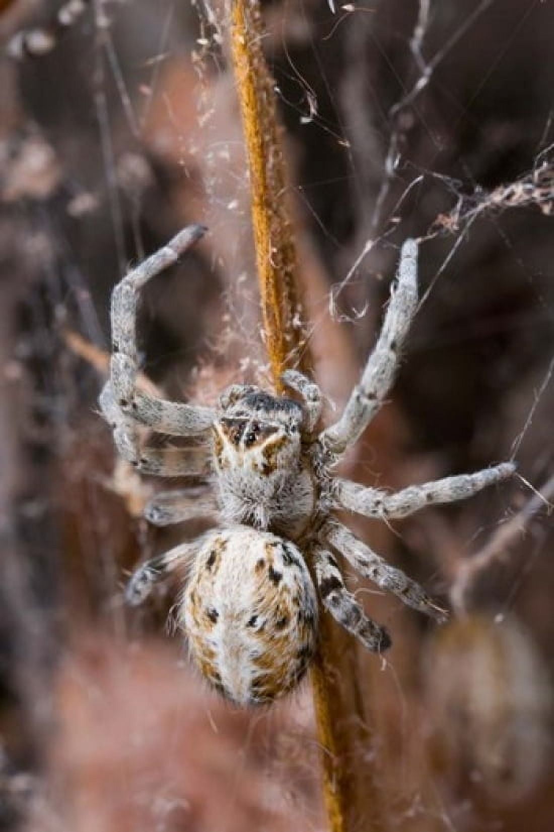 Namibia Etosha National Park Spider feeding on moth Canvas Art - Paul Souders DanitaDelimont (11 x 17)