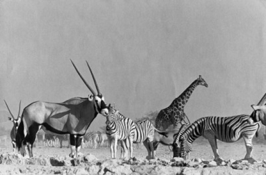 Namibia Etosha National Park Zebras standing with giraffe and gemsbok in field Canvas Art - (18 x 24)