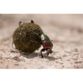 thumbnail image 1 of Namibia Etosha Np Dung Beetle Insect Poster Print by Paul Souders, 1 of 1