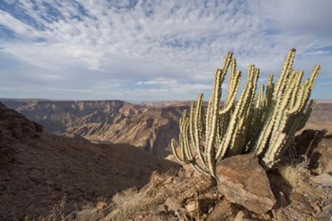 Namibia Fish River Canyon NP Cactus succulent Canvas Art - Paul Souders DanitaDelimont (35 x 23)