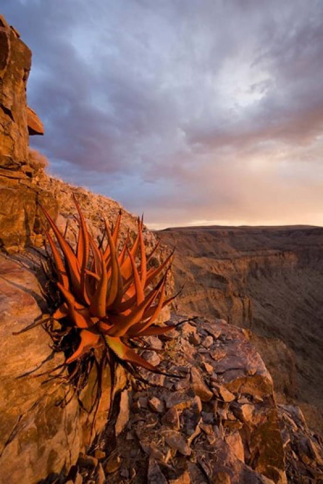 Namibia Fish River Canyon National Park close up of adesert plant Canvas Art - Paul Souders DanitaDelimont (23 x 35)