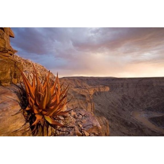 Namibia Fish River Canyon National Park desert plant Canvas Art - Paul Souders DanitaDelimont (24 x 15)