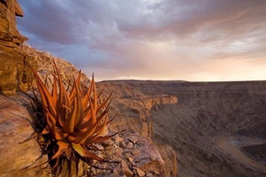 Fish Suff Namibia, Fish River Canyon National Park, desert plant Poster Print by ...
