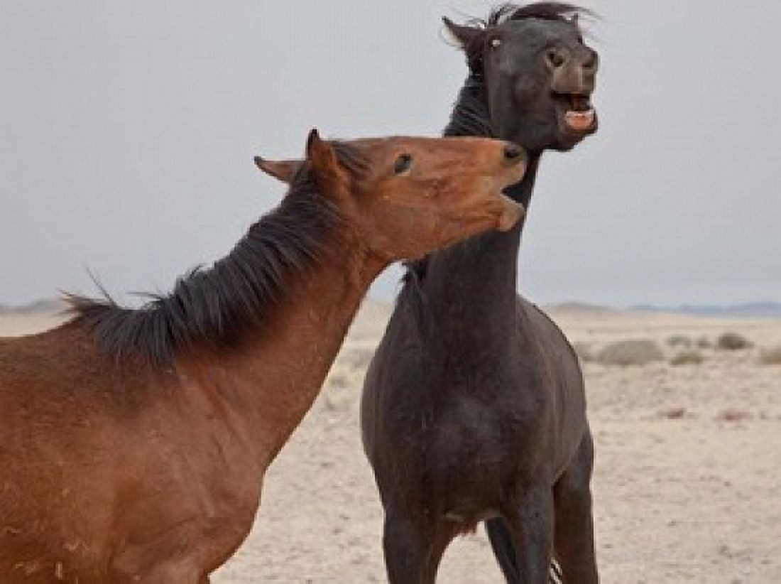 Namibia Garub Herd of feral horses playing Canvas Art - Jaynes Gallery DanitaDelimont (34 x 26)