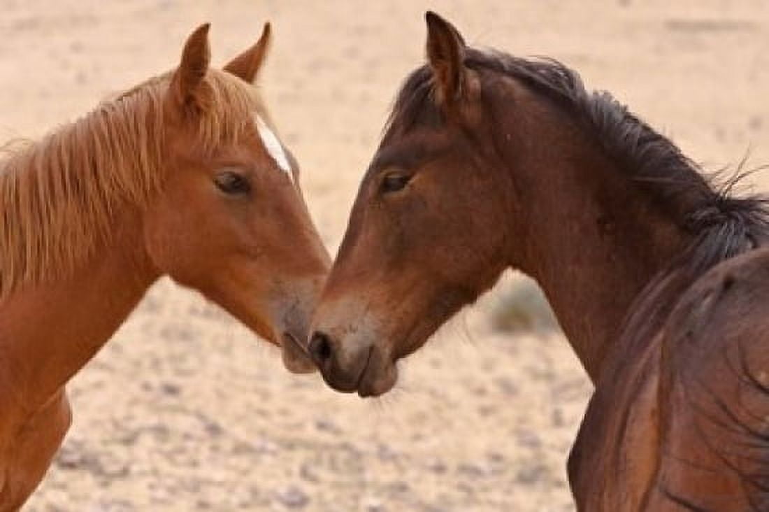 Namibia Garub Pair of feral horses Canvas Art - Jaynes Gallery DanitaDelimont (17 x 11)
