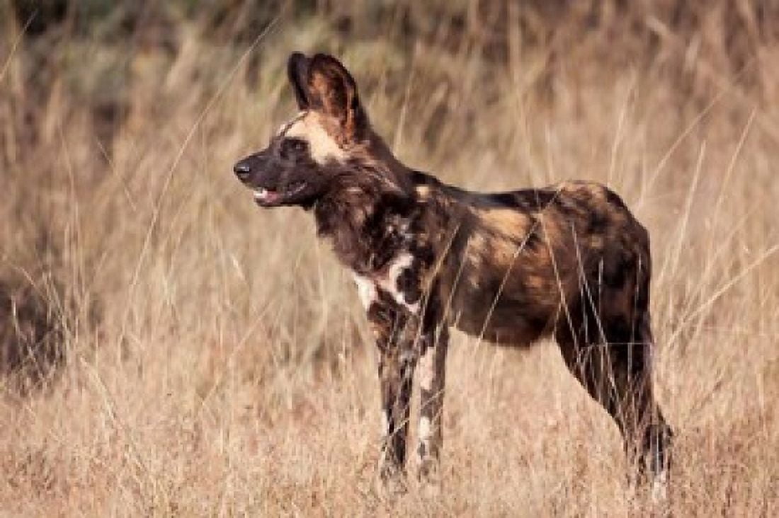 Namibia Harnas Wildlife African dog wildlife Canvas Art - Jaynes Gallery  DanitaDelimont (34 x 23)