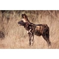 thumbnail image 1 of Namibia, Harnas Wildlife, African dog wildlife Poster Print by Jaynes Gallery (34 x 23), 1 of 1