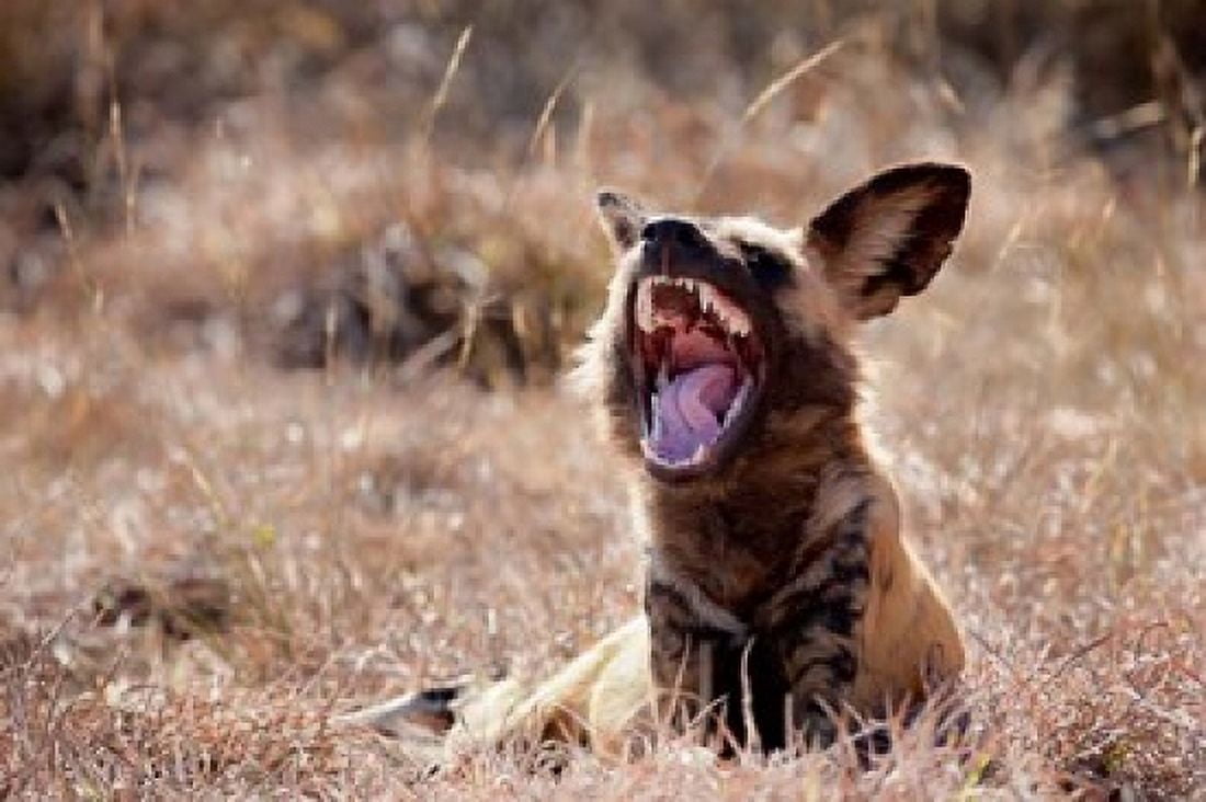 Namibia Harnas Wildlife African wild dog wildlife Canvas Art - Jaynes Gallery DanitaDelimont (34 x 23)
