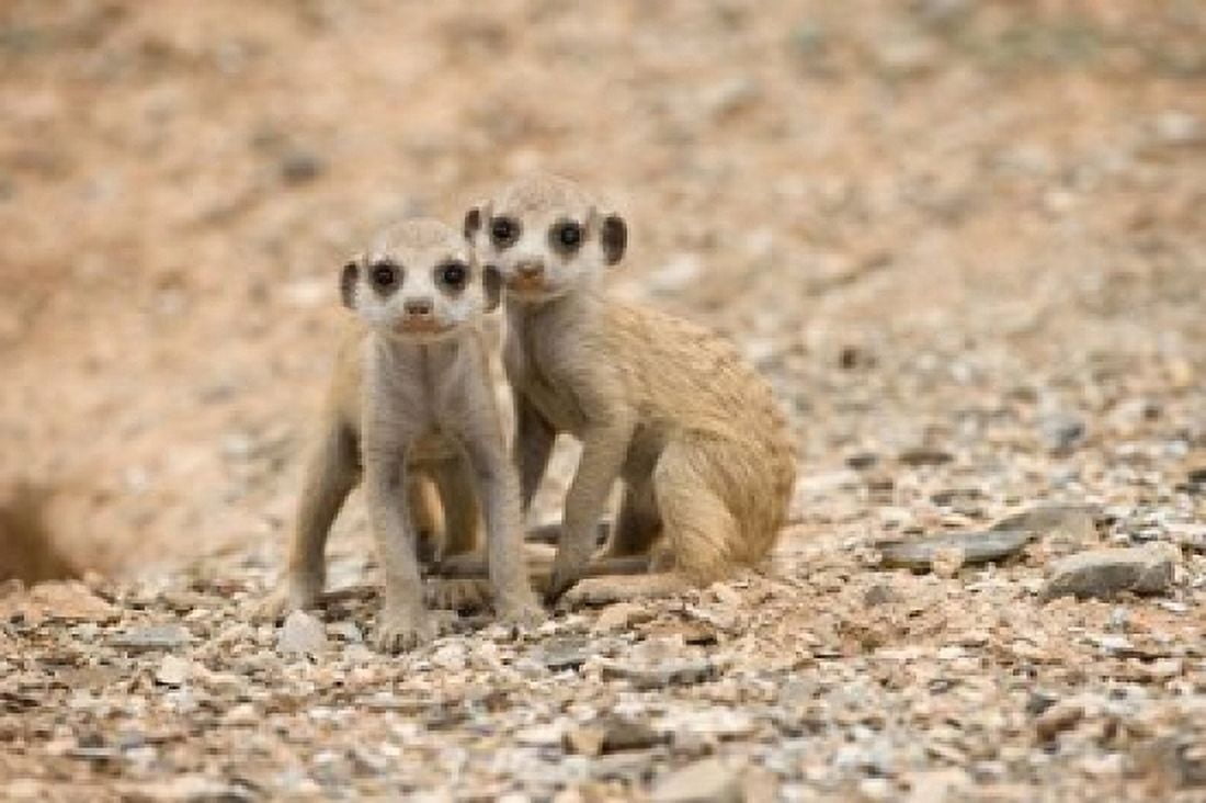 Namibia Keetmanshoop Meerkat Namib Desert Mongoose Canvas Art - Paul Souders DanitaDelimont (35 x 23)