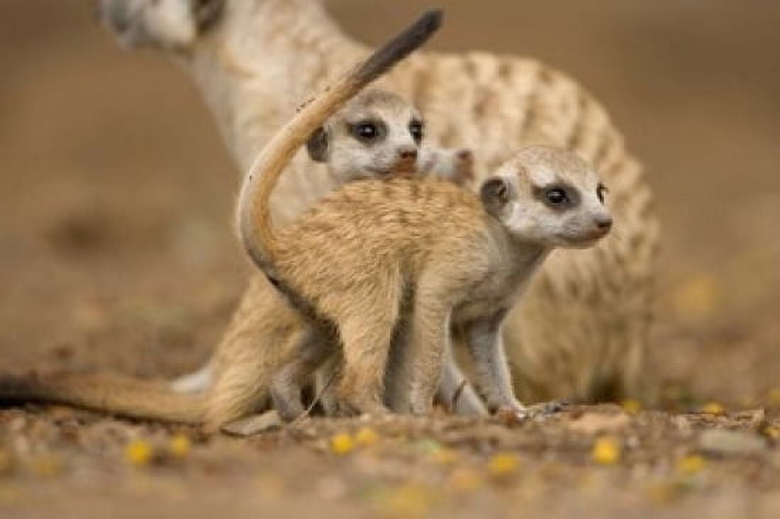 Namibia Keetmanshoop Meerkat Namib Desert mongoose with babies Canvas Art - Paul Souders DanitaDelimont (35 x 23)