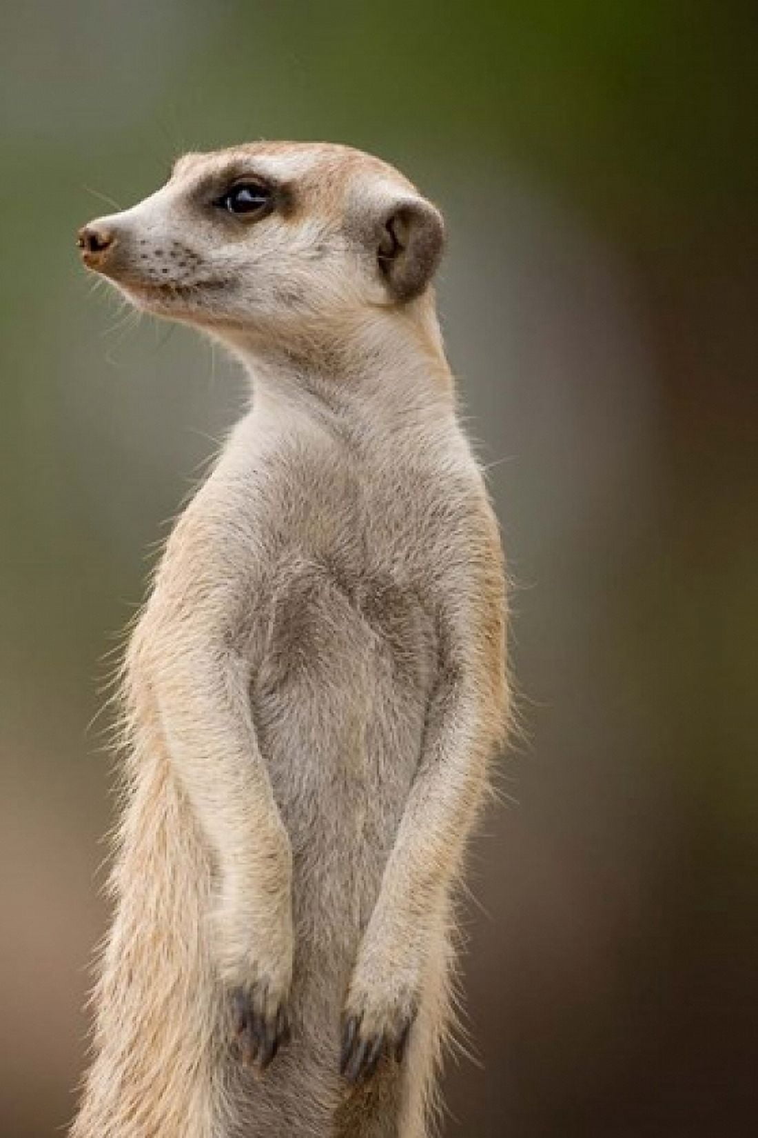 Namibia Keetmanshoop Meerkat burrow Mongoose Canvas Art - Paul Souders DanitaDelimont (11 x 17)
