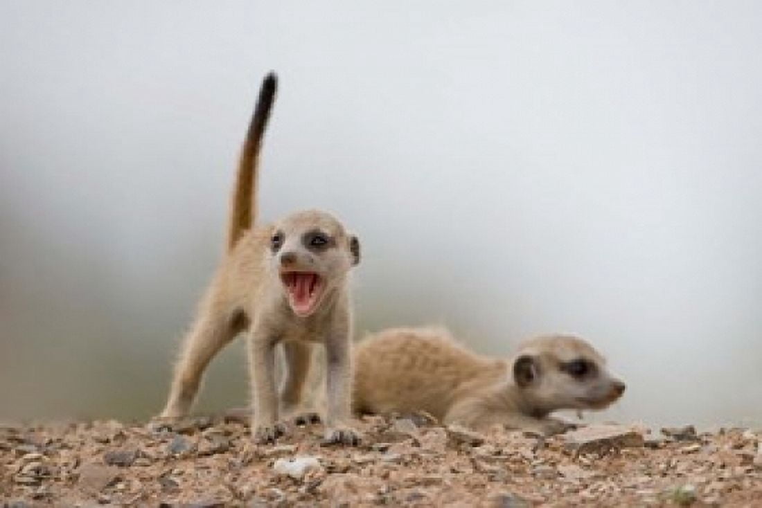 Namibia Keetmanshoop Meerkat mongoose Namib Desert Canvas Art - Paul Souders DanitaDelimont (35 x 23)