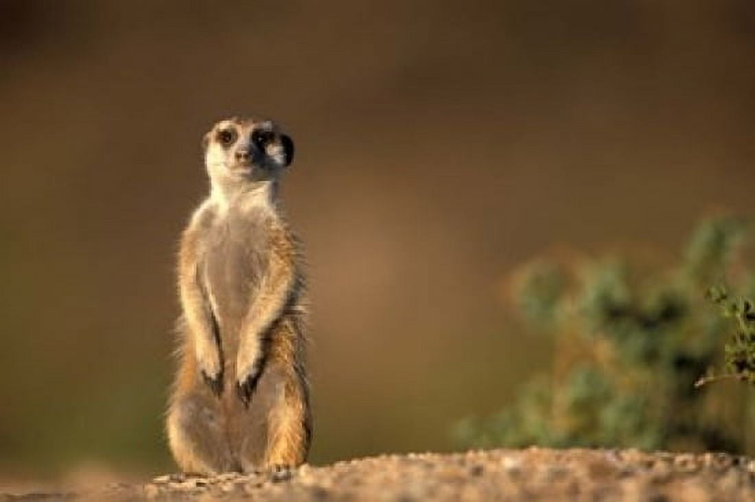 Namibia Keetmanshoop Meerkat mongoose standing up Namib Desert Canvas Art - Paul Souders DanitaDelimont (18 x 12)