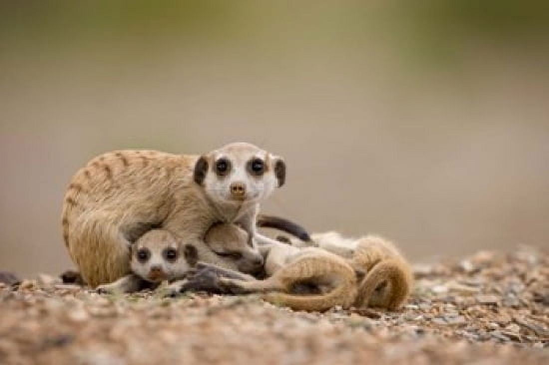 Namibia Keetmanshoop Meerkats Namib Desert Canvas Art - Paul Souders DanitaDelimont (35 x 23)