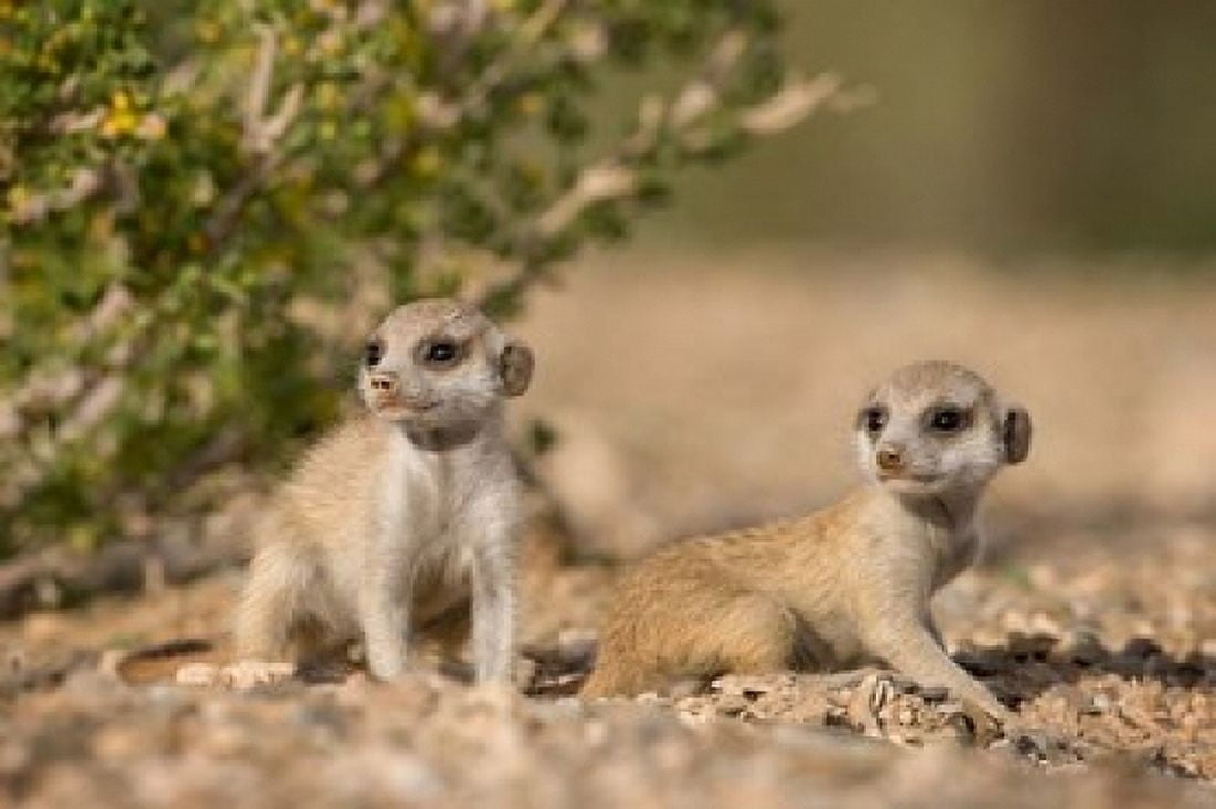 Namibia Keetmanshoop Namib Desert Meerkats lying Canvas Art - Paul Souders DanitaDelimont (24 x 15)