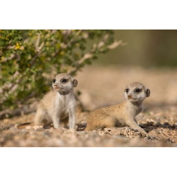 Namibia Keetmanshoop Namib Desert Meerkats lying Canvas Art - Paul Souders DanitaDelimont (35 x 23)
