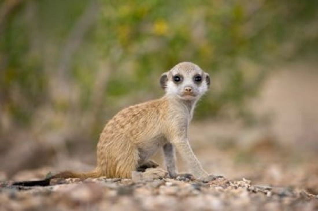 Namibia Keetmanshoop Namib Desert Mongoose Canvas Art - Paul Souders DanitaDelimont (35 x 23)