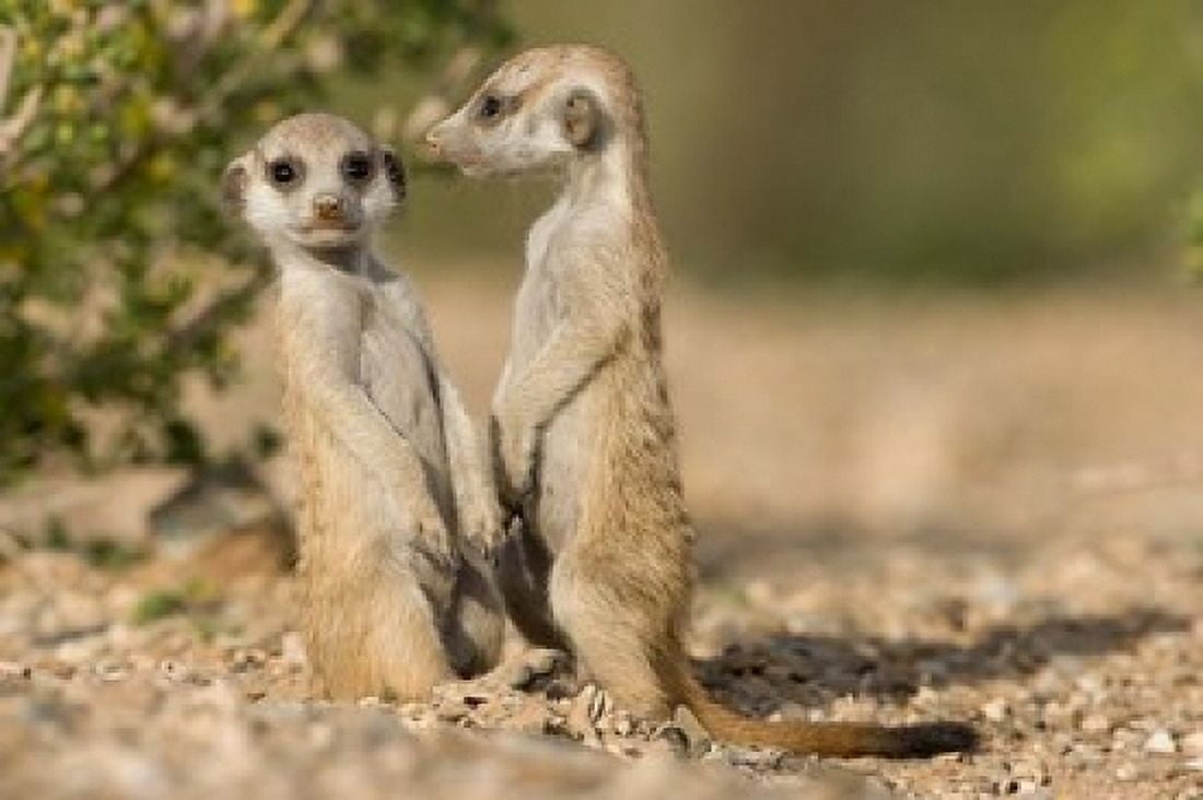Namibia Keetmanshoop Namib Desert Pair of Meerkats Canvas Art - Paul Souders DanitaDelimont (24 x 15)