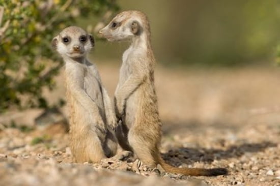 Namibia Keetmanshoop Namib Desert Pair of Meerkats Canvas Art - Paul Souders DanitaDelimont (35 x 23)