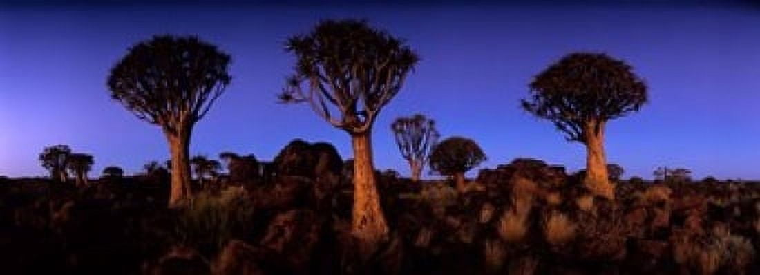 Namibia Keetmanshoop Quiver Tree Kokerboomwoud Canvas Art - Paul Souders DanitaDelimont (34 x 13)