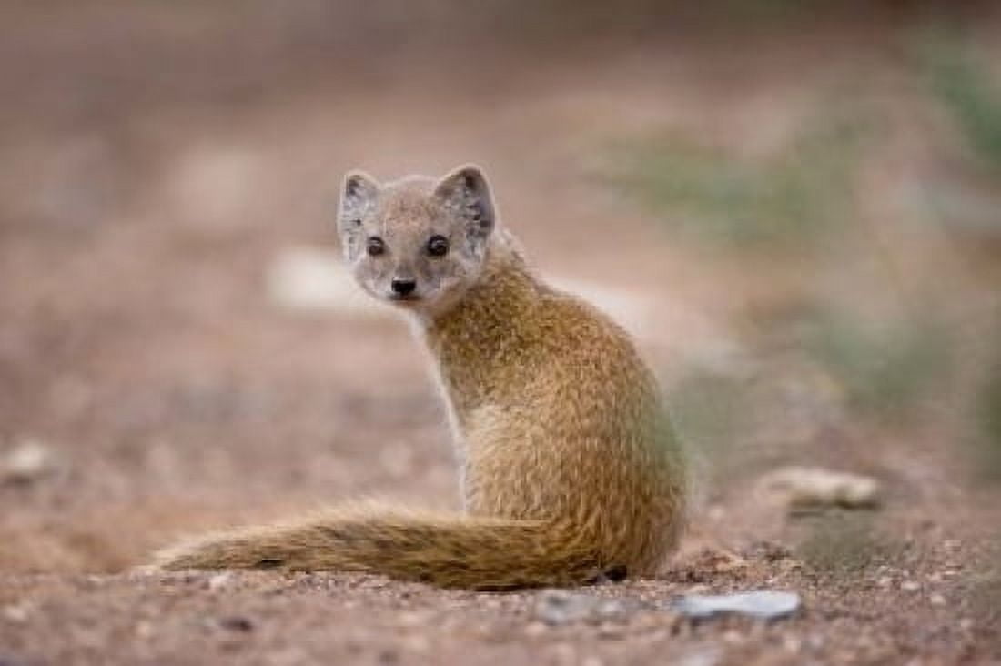 Namibia Keetmanshoop Yellow Mongoose wildlife Canvas Art - Paul Souders DanitaDelimont (24 x 15)