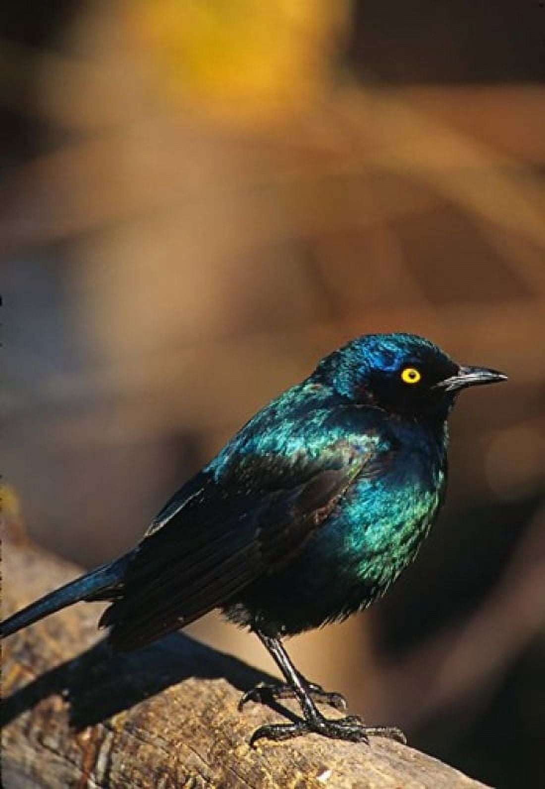 Namibia Lesser Blue-eared Glossy Starling bird Canvas Art - Charles Sleicher DanitaDelimont (24 x 35)