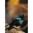 thumbnail image 1 of Namibia. Lesser Blue-eared Glossy Starling bird Poster Print by Charles Sleicher (24 x 35), 1 of 1