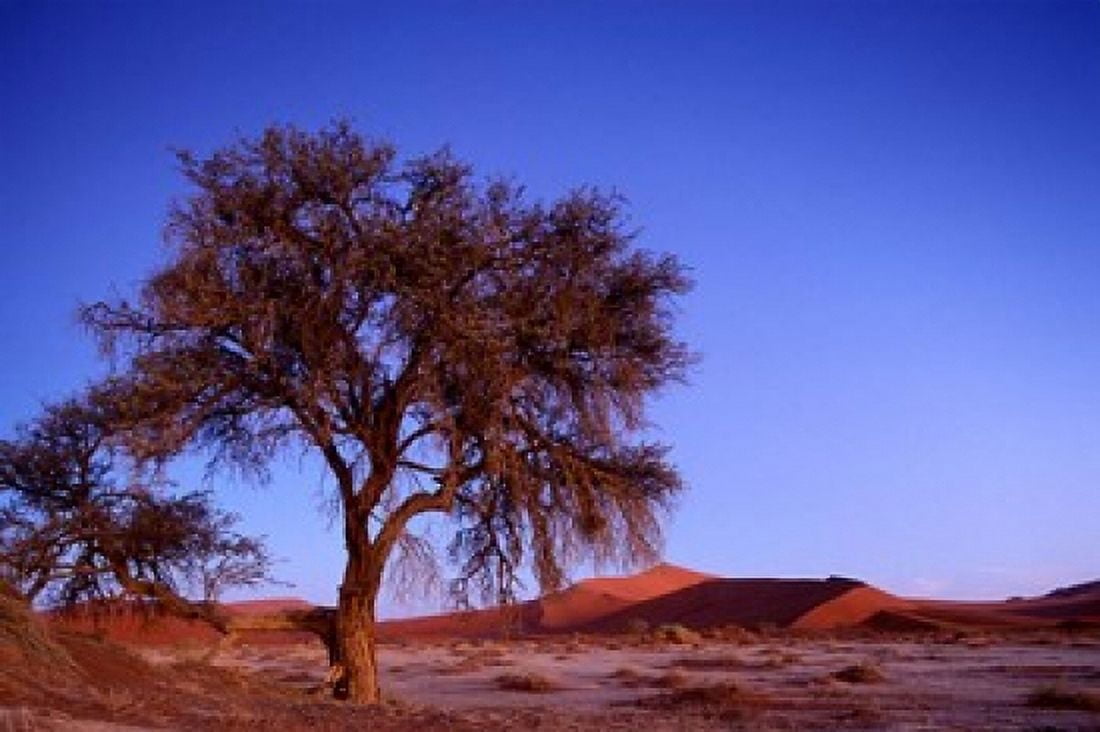 Namibia Namib Naukluft NP Sossusvlei desert Tree Canvas Art - Paul Souders DanitaDelimont (36 x 24)